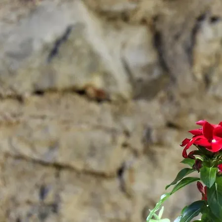 Appartamenti Mater Nel Centro Storico E Pedonale Di Novigrad *